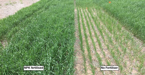 Fertiliser experiment.