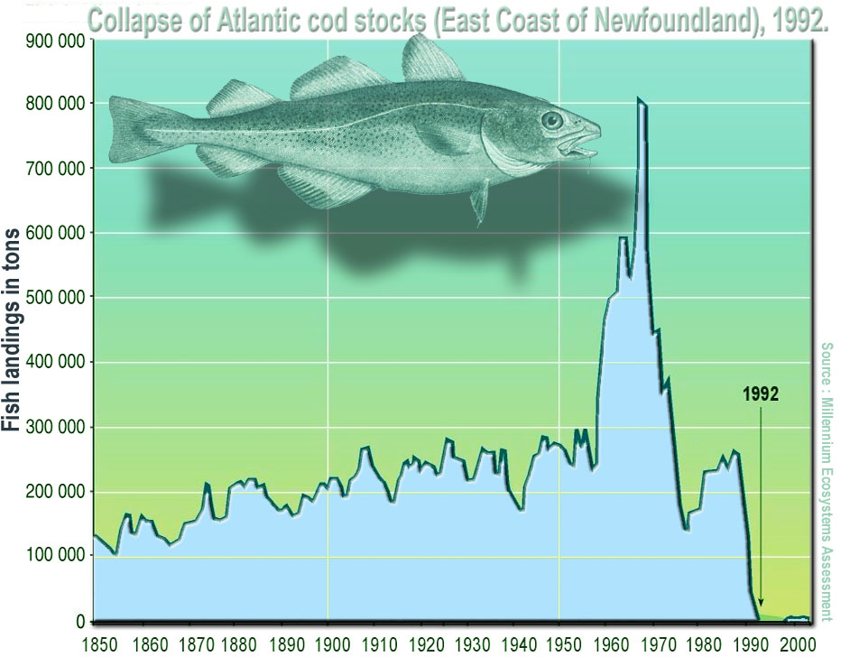 Collapse of Atlantic cod stocks off Newfoundland (1992): Offshore trawling since the 1950s drove catches up but biomass down, and international and national quotas failed to stop the decline.