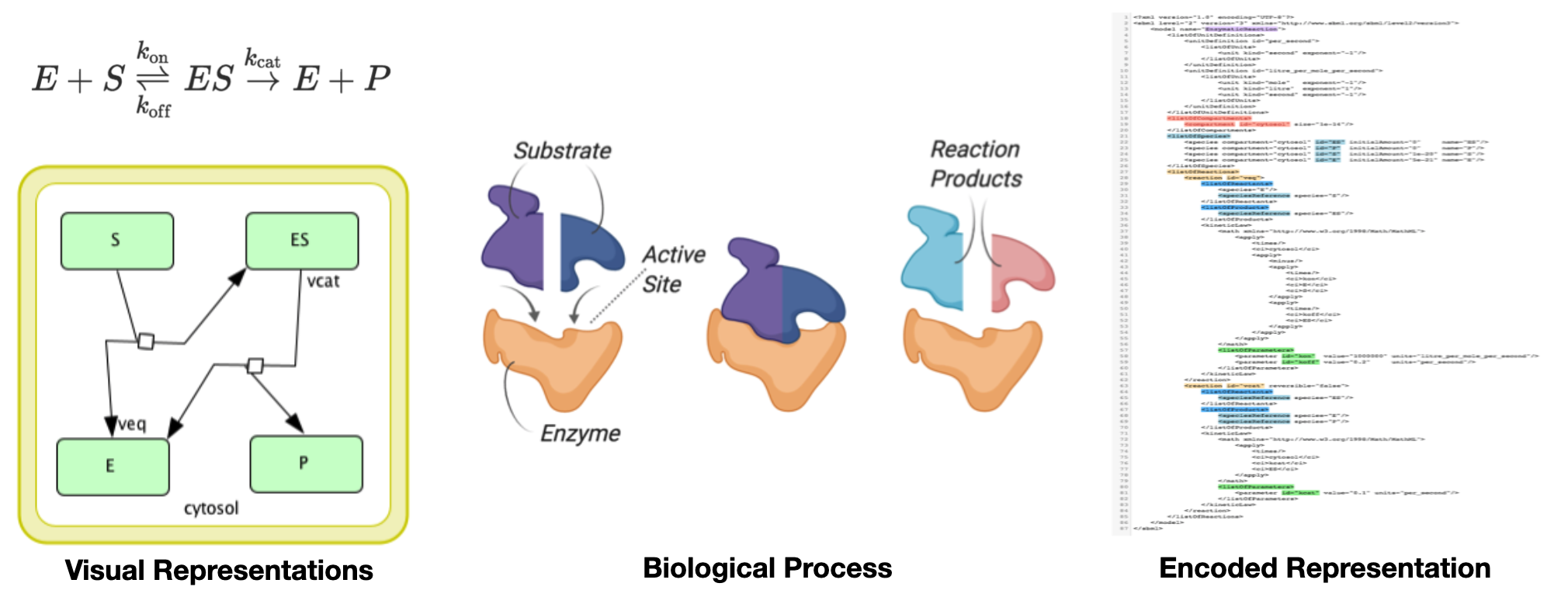 Different representations of a biological process. On the right side, the process is encoded in a XML file in Systems Biology Markup Language (SBML) format.
